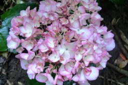 Hydrangea macrophylla Sabrina