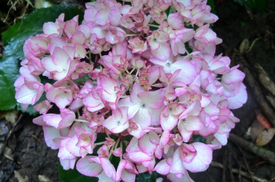 Hydrangea macrophylla Sabrina