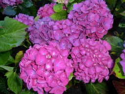 Hydrangea macrophylla Satellite