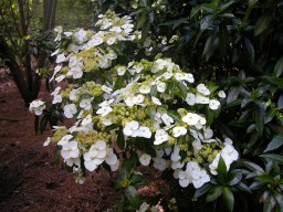 Hydrangea scandens chinensis f.&nbsp;formosana
