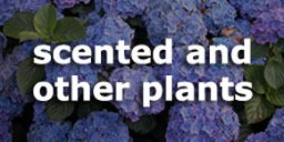 Woodleigh Nursery scented and other&nbsp;plants