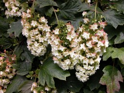 Hydrangea quercifolia Snowflake