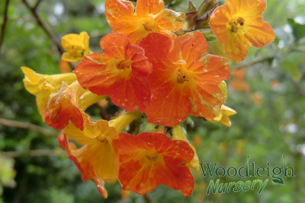 Streptosolen jamesonii (Marmalade bush)