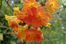 Streptosolen jamesonii (Marmalade&nbsp;bush)