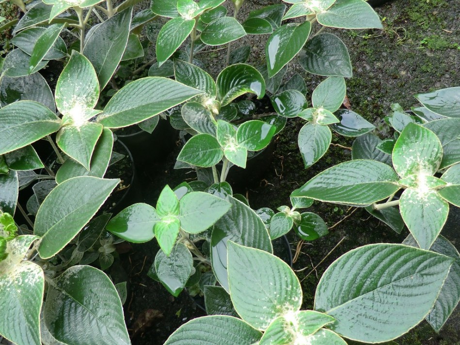 Strobilanthes gossypinus