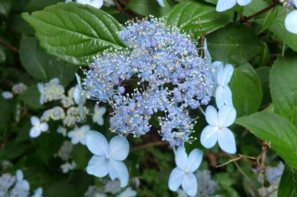 Hydrangea serrata Tiara