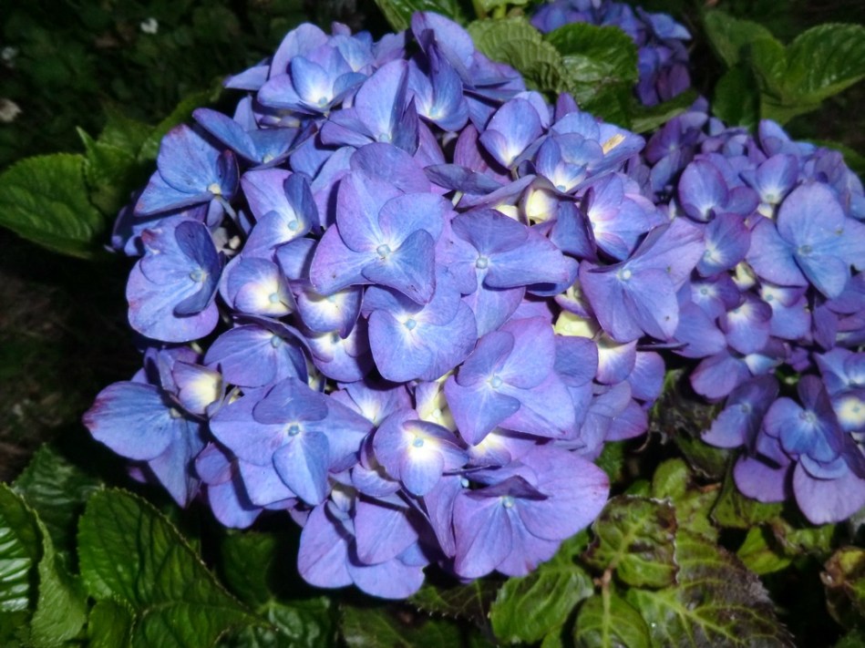 Hydrangea macrophylla Todi - Blue