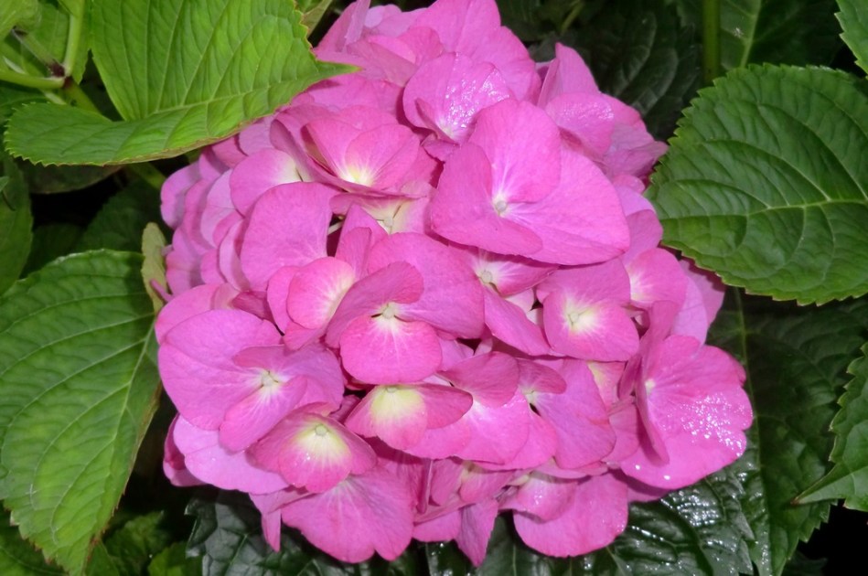 Hydrangea macrophylla Todi - Pink