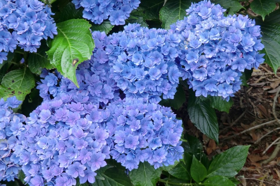 Hydrangea macrophylla Together
