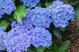 Hydrangea macrophylla Youme&nbsp;Together