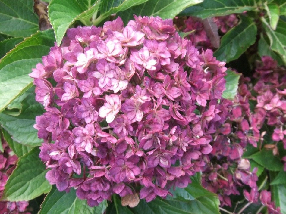 Hydrangea macrophylla Together - autumn