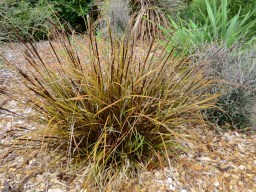 Uncinia unciniata Rubra