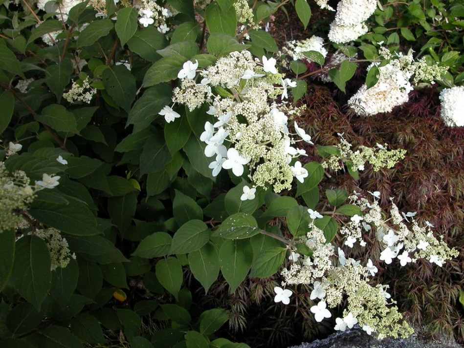 Hydrangea paniculata velutina