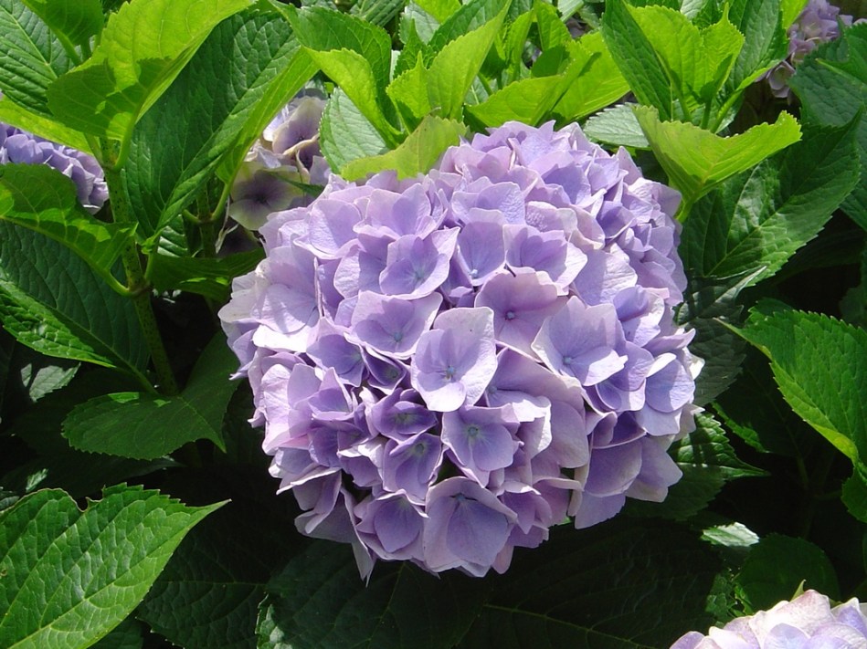 Hydrangea macrophylla Viking