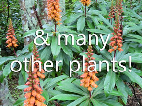 and many other plants