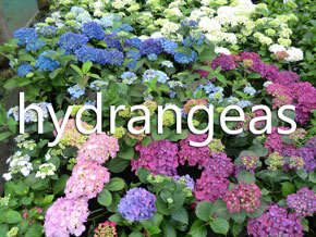 Woodleigh Nursery hydrangeas