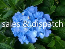 Woodleigh Nursery Sales and&nbsp;dispatch