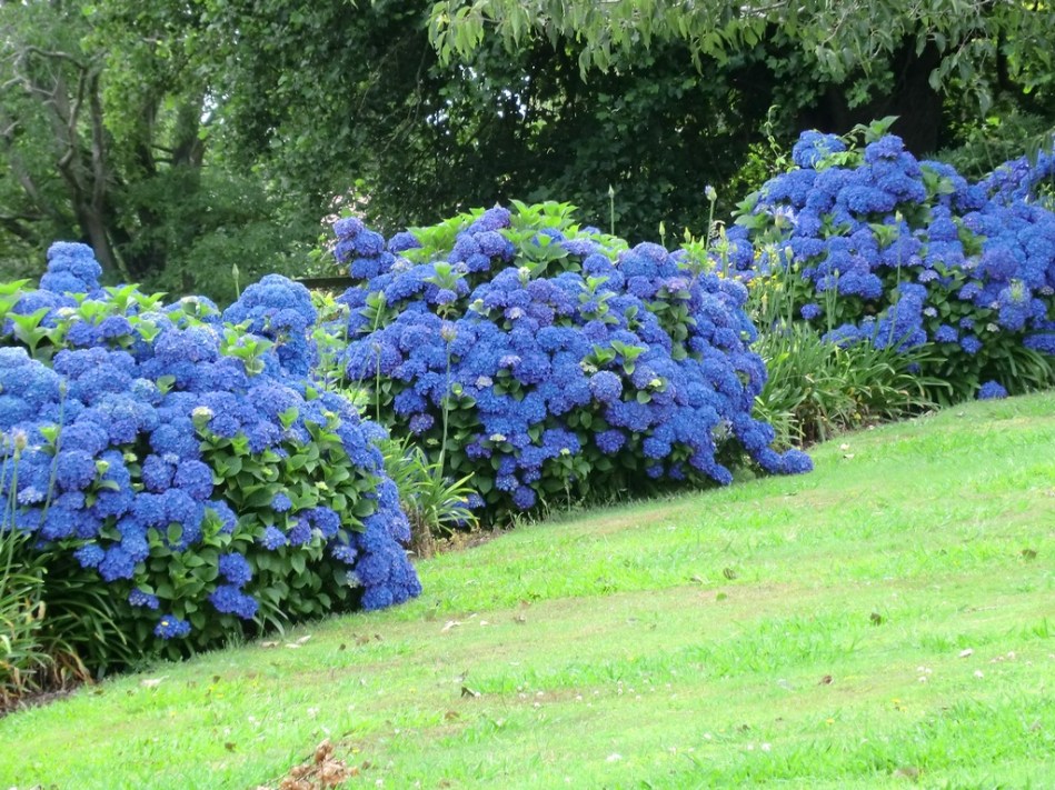 Hydrangea hedge