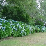 hedgeline hyd.CoromandelRoadside