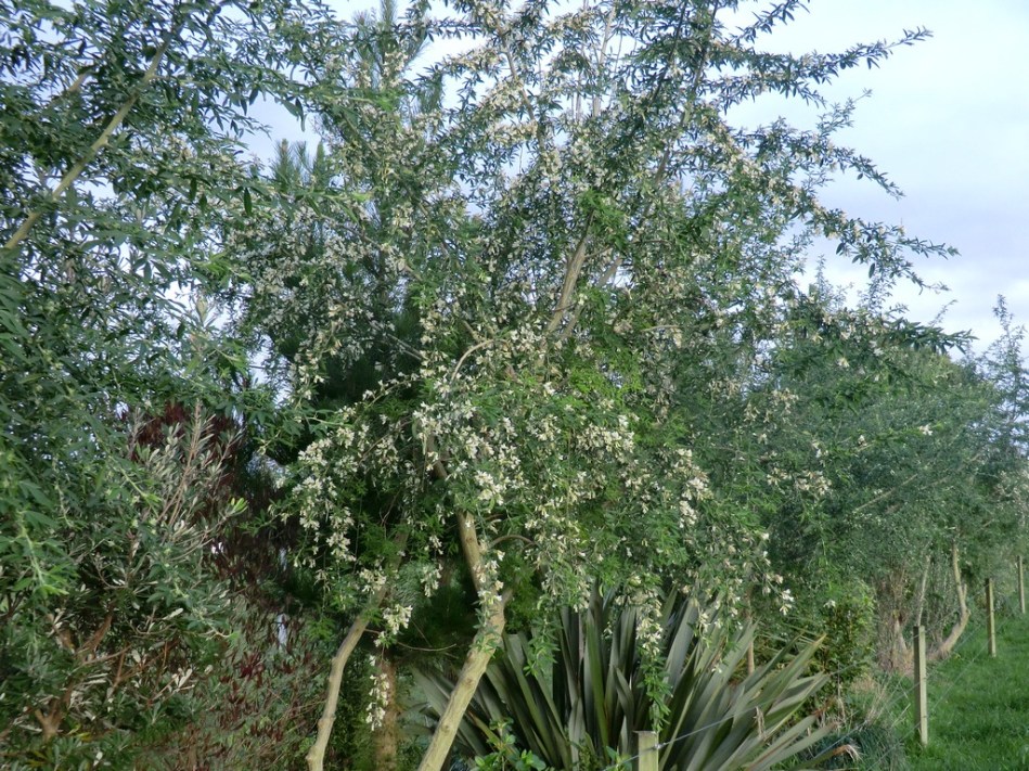 Tree lucerne (Tagasaste)