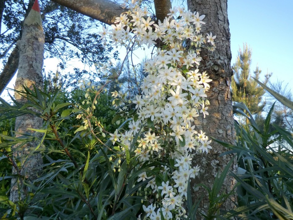 Clematis paniculata
