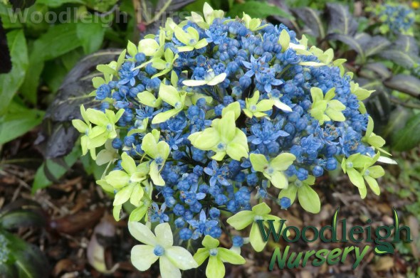 Woodleigh Dichroa Summer Skies