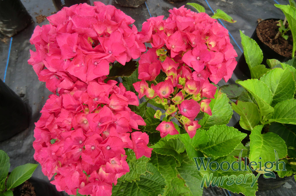 Hydrangea macrophylla Paris (P-Red)