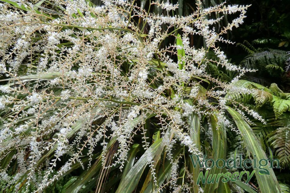 Cordyline banksii