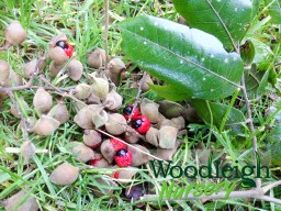 Titoki fruit and&nbsp;seed