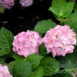 hydrangea-macrophylla-madame-plumecoq