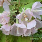 dombeya pink cloud