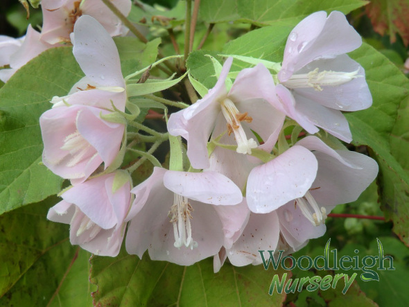 Dombeya 'pink cloud'