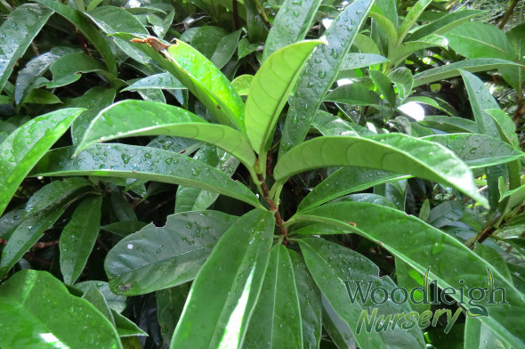 pileostegia viburnoides