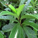 pileostegia viburnoides