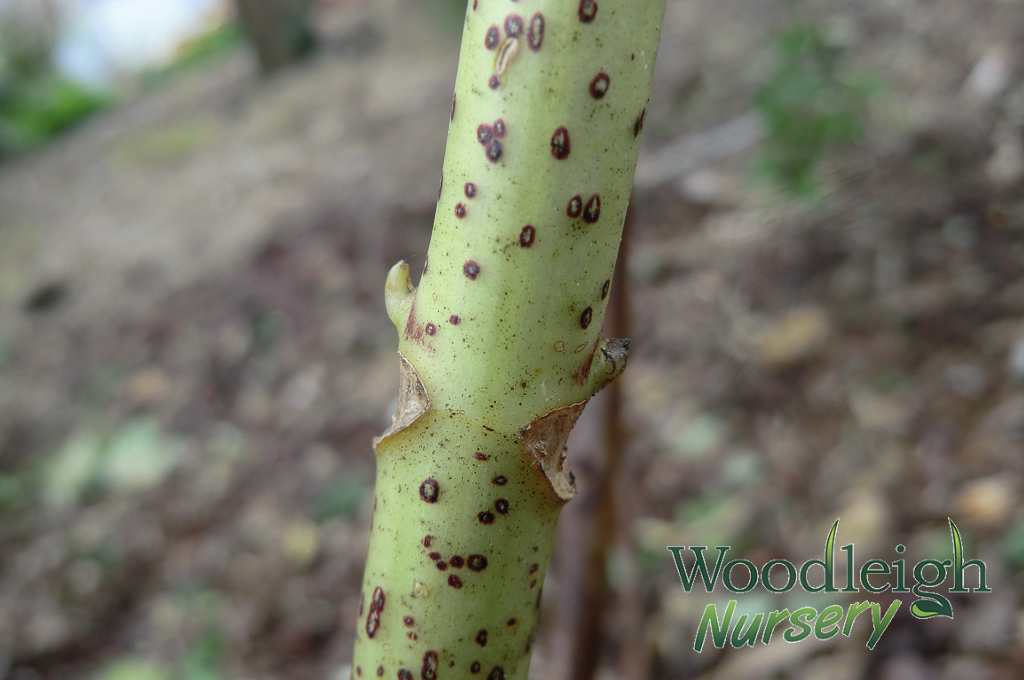 Hydrangea Pruning Bud - Leaf