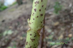 Hydrangea Pruning Bud –&nbsp;Leaf