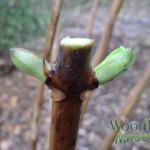 Hydrangea Pruning Buds - Flower