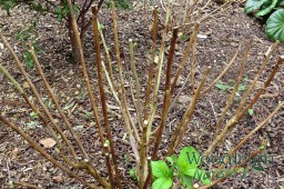 Hydrangea Pruning Pruned