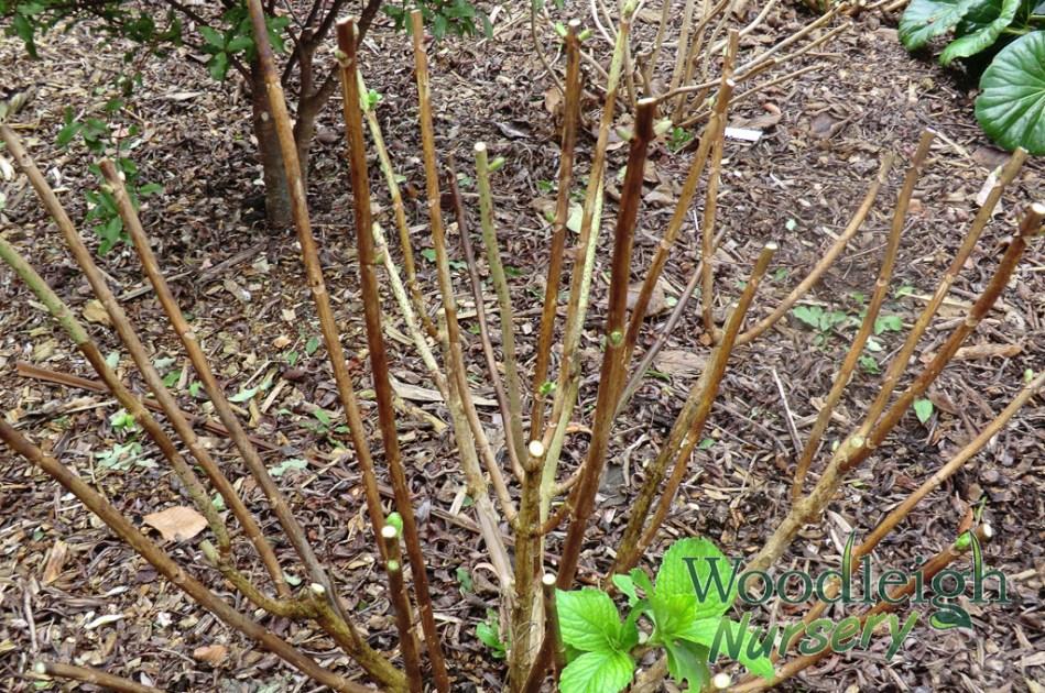 Hydrangea Pruning Pruned