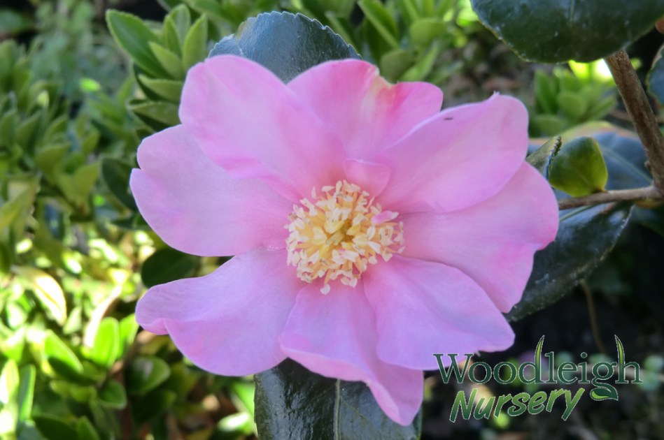 Camellia Tanya