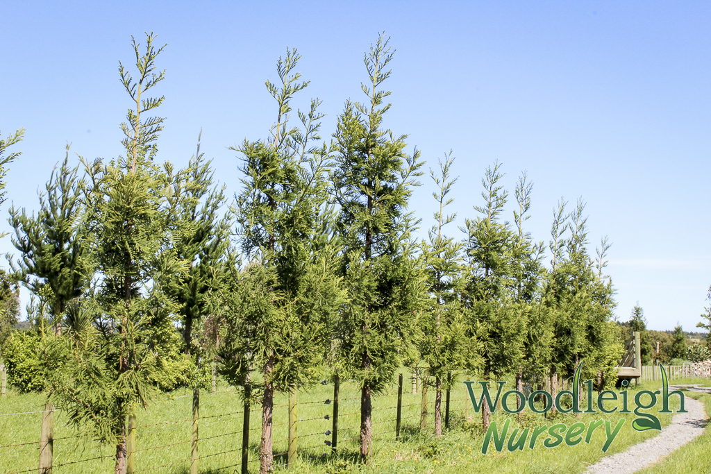 Cryptomaria japonica Egmont