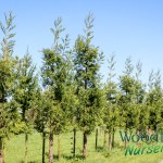 Cryptomaria japonica Egmont