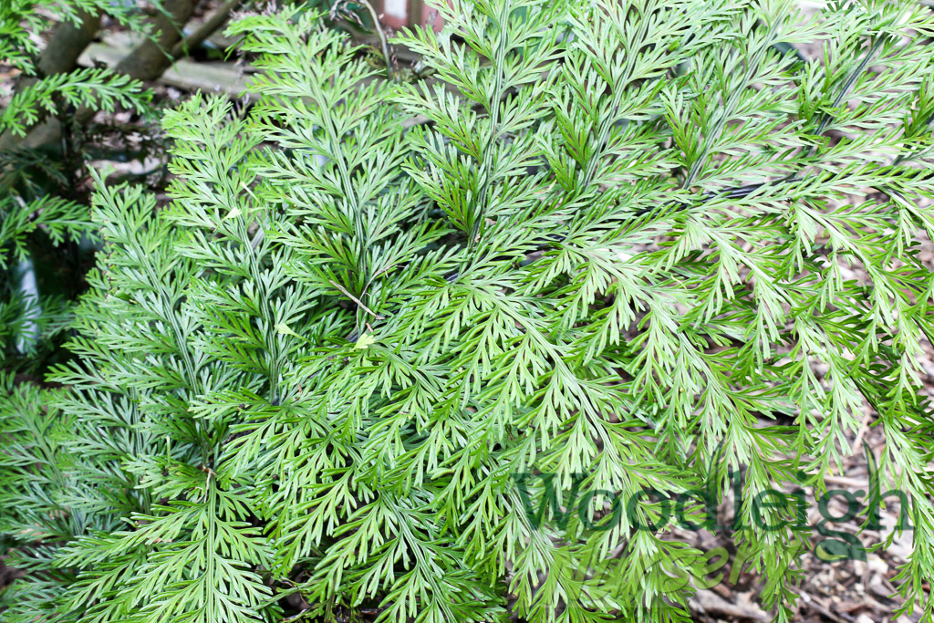 Asplenium bulbiferum