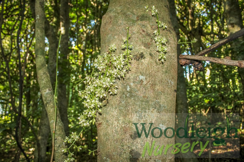 Dysoxylum spectabile flowers