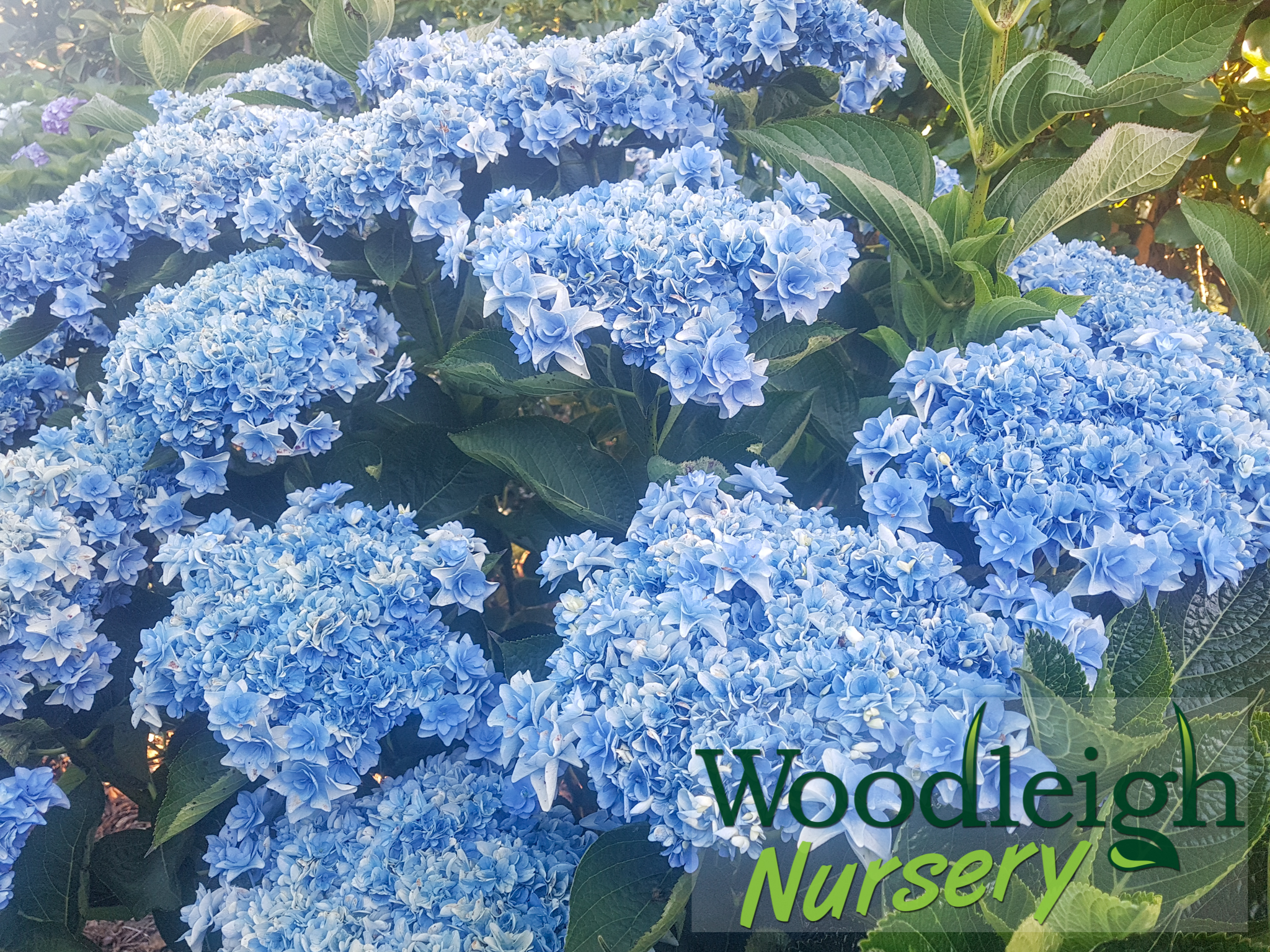 Hydrangea macrophylla Passion (You Me)