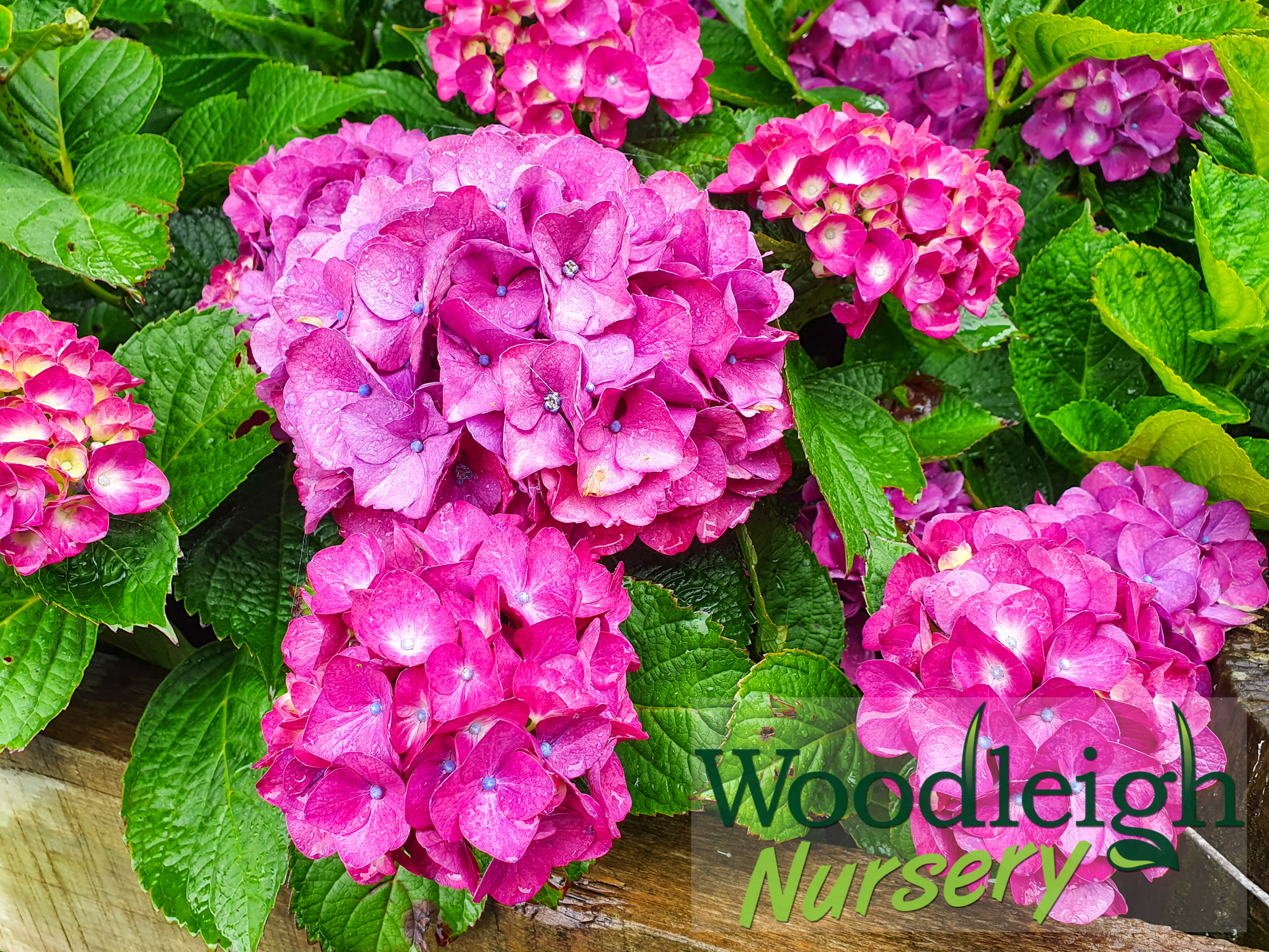 Hydrangea macrophylla Red Emperor