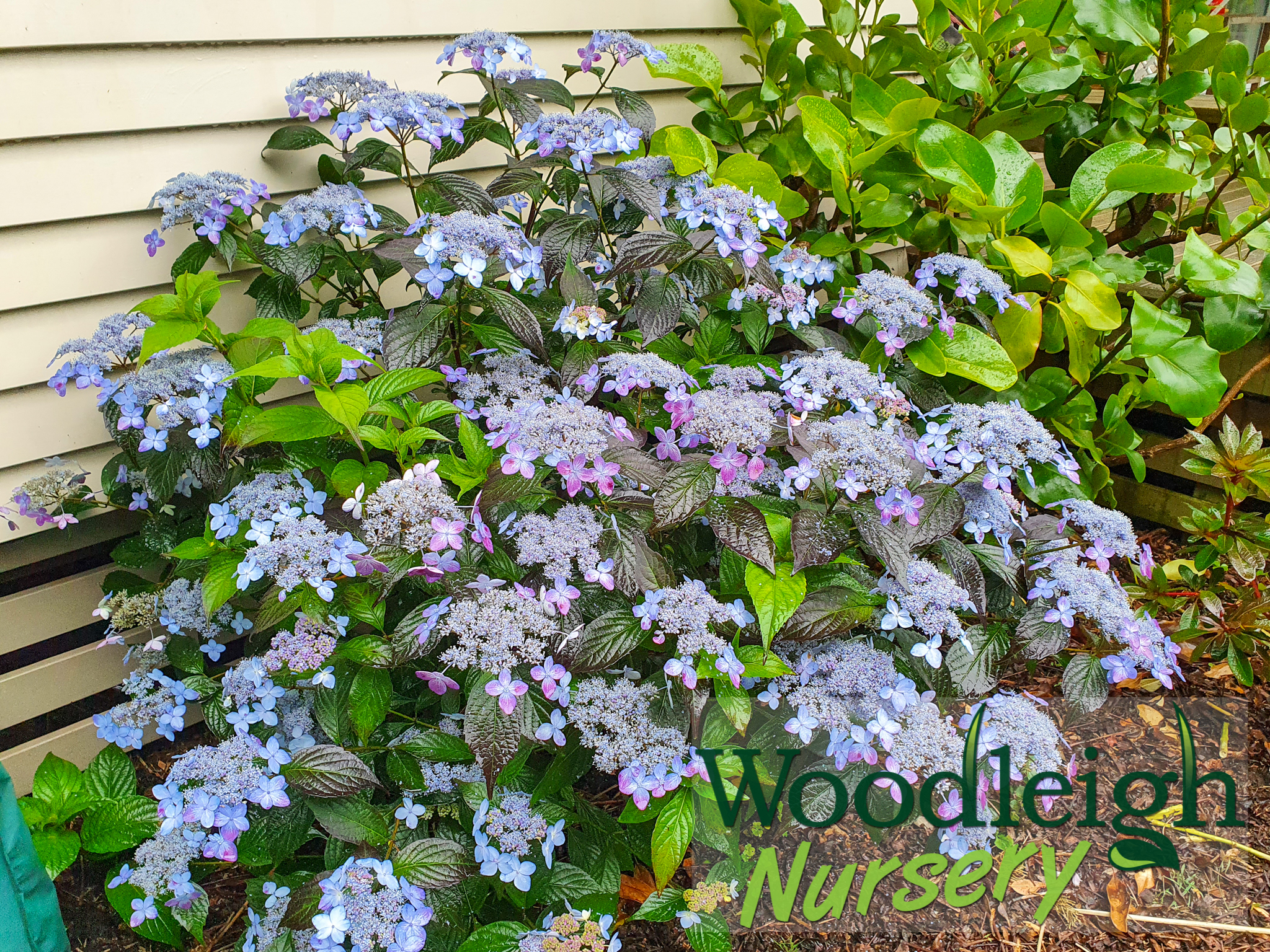 Hydrangea serrata Tiara