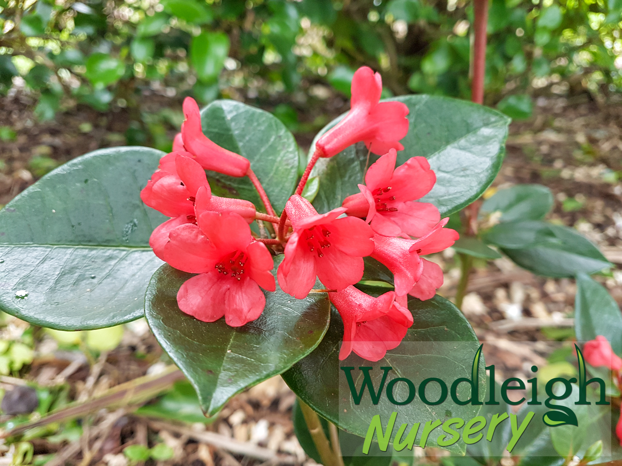Rhododendron vireya Little Devil