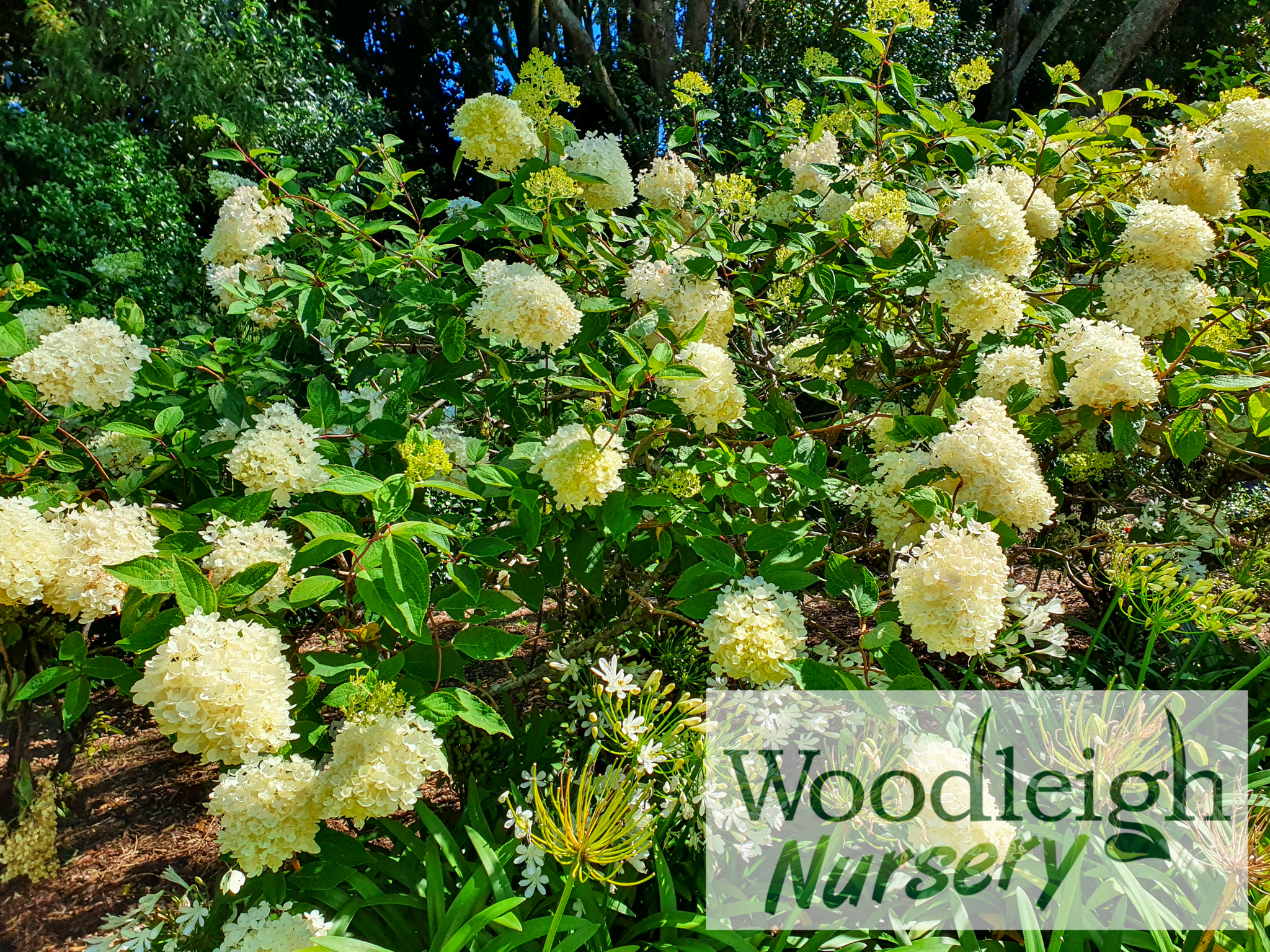 Hydrangea paniculata Grandiflora (PeeGee)