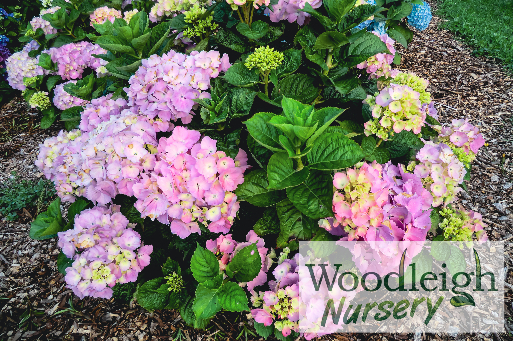 hydrangea macrophylla mrs kumiko